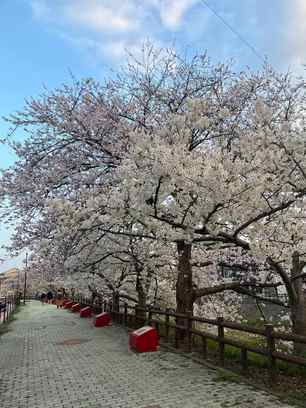 桜の木の下で